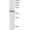 Tripartite Motif-Containing Protein 4 (TRIM4) Antibody