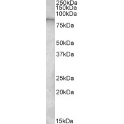 abx433412 (1 µg/ml) staining of U937 lysate (35 µg protein in RIPA buffer). Primary incubation was 1 hour. Detected by chemiluminescence.