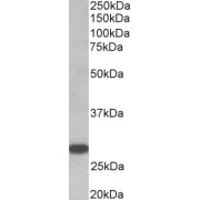 abx433417 (0.5 µg/ml) staining of Human Thyroid gland lysate (35 µg protein in RIPA buffer). Primary incubation was 1 hour. Detected by chemiluminescence.