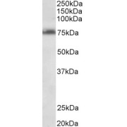 abx433419 (0.3 µg/ml) staining of Jurkat lysate (35 µg protein in RIPA buffer). Primary incubation was 1 hour. Detected by chemiluminescence.