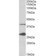 abx433428 (0.1 µg/ml) staining of K562 lysate (35 µg protein in RIPA buffer). Primary incubation was 1 hour. Detected by chemiluminescence.