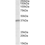 abx433435 (1 µg/ml) staining of K562 lysate (35 µg protein in RIPA buffer). Primary incubation was 1 hour. Detected by chemiluminescence.