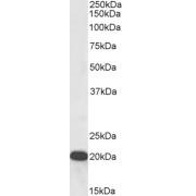 Western blot analysis of Human Kidney lysate (35 µg protein in RIPA buffer) using biotin-conjugated Ubiquitously Expressed Transcript Protein (UXT) Antibody (0.3 µg/ml, 1 hour). Detected by chemiluminescence, using streptavidin-HRP and using NAP blocker as a substitute for skimmed milk.