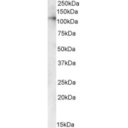 abx433442 (1 µg/ml) staining of Human Kidney and Liver lysates (35 µg protein in RIPA buffer). Detected by chemiluminescence.