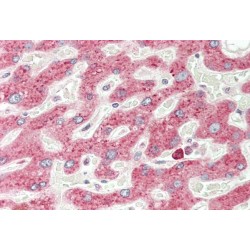 Vascular Endothelial Growth Factor A (VEGFA) Antibody