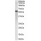 Vacuolar Protein Sorting-Associated Protein 45 (VPS45) Antibody