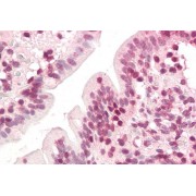 abx433459 (3.75 µg/ml) staining of paraffin embedded Human Small Intestine. Steamed antigen retrieval with citrate buffer pH 6, AP-staining.