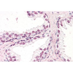 Zic Family Member 5 (ZIC5) Antibody