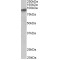 Zinc Finger Protein 652 (ZNF652) Antibody