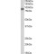 Zyxin (ZYX) Antibody