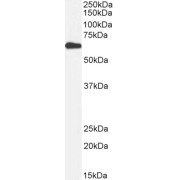 Biotinylated abx431036 (1 µg/ml) staining of Human Liver lysate (35 µg protein in RIPA buffer). Primary incubation was 1 hour. Detected by chemiluminescence, using streptavidin-HRP and using NAP blocker as a substitute for skimmed milk.