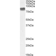 Biotinylated abx433179 (0.3 µg/ml) staining of Human Placenta lysate (35 µg protein in RIPA buffer). Primary incubation was 1 hour. Detected by chemiluminescence, using streptavidin-HRP and using NAP blocker as a substitute for skimmed milk.