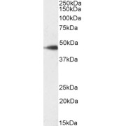 Biotinylated abx431576 (0.1 µg/ml) staining of Jurkat lysate (35 µg protein in RIPA buffer). Primary incubation was 1 hour. Detected by chemiluminescence, using streptavidin-HRP and using NAP blocker as a substitute for skimmed milk.