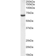 Biotinylated abx431665 (0.3 µg/ml) staining of Human Kidney lysate (35 µg protein in RIPA buffer). Primary incubation was 1 hour. Detected by chemiluminescence, using streptavidin-HRP and using NAP blocker as a substitute for skimmed milk.