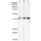 Homeobox Protein Hox-D13 (HOXD13) Antibody