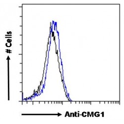 Intraflagellar Transport 74 (IFT74) Antibody