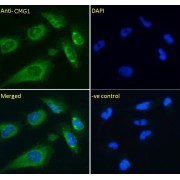 abx433491 Immunofluorescence analysis of paraformaldehyde fixed U251 cells, permeabilized with 0.15% Triton. Primary incubation 1hr (10 µg/ml) followed by AF488 secondary antibody (4 µg/ml), showing cytoplasmic and Golgi apparatus staining. The nuclear stain is DAPI (blue). Negative control: Unimmunized goat IgG (10 µg/ml) followed by AF488 secondary antibody (4 µg/ml).