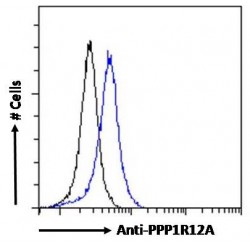 Protein Phosphatase 1 Regulatory Subunit 12A (PPP1R12A) Antibody
