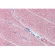 abx433492 (3.75 µg/ml staining of paraffin embedded Human Skeletal Muscle. Steamed antigen retrieval with citrate buffer pH 6, AP-staining.