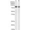 Platelet And Endothelial Cell Adhesion Molecule 1 (PECAM1) Antibody