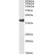 abx433564 (0.03 µg/ml) staining of Rat Brain lysate (35 µg protein in RIPA buffer). Primary incubation was 1 hour. Detected by chemiluminescence.