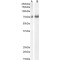 NCU-G1 Antibody