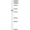 Cyclin Dependent Kinase 9 (CDK9) Antibody