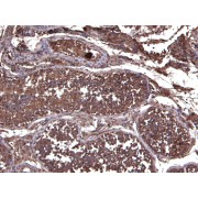 IHC-P analysis of paraffin embedded Human Testis tissue using LIF antibody (6 µg/ml).