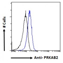 5'-AMP-Activated Protein Kinase Subunit Beta-2 (PRKAB2) Antibody