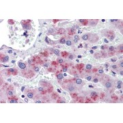 abx433594 (3.75 µg/ml) staining of paraffin embedded Human Liver. Steamed antigen retrieval with citrate buffer pH 6, AP-staining.