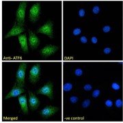 IF analysis of A549 cells, using Cyclic AMP-Dependent Transcription Factor ATF-6 Alpha (ATF6) Antibody (10 µg/ml) followed by AF488 secondary antibody (2 µg/ml) showing nuclear and cytoplasmic staining. The nuclear stain is DAPI (blue).