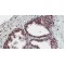 SUFU Negative Regulator of Hedgehog Signaling (SUFU) Antibody