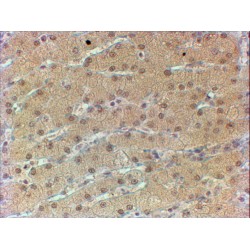 Hepatocyte Nuclear Factor 1 Alpha (HNF1A) Antibody