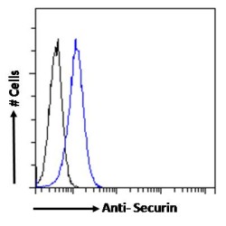 Securin (PTTG1) Antibody