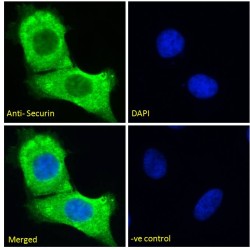 Securin (PTTG1) Antibody