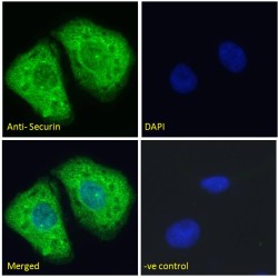 Securin (PTTG1) Antibody