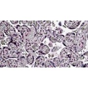 IHC-P analysis of Human placenta tissue, using Period Circadian Protein 2 (PER2) Antibody (3.8 µg/ml).