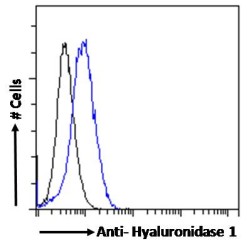 Hyaluronidase 1 (HYAL1) Antibody