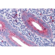 IHC-P analysis of Human uterus tissue, using Mitofusin 1 (MFN1) Antibody (3.75 µg/ml).