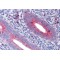 Mitofusin 1 (MFN1) Antibody