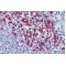 Ras Association Domain Family Member 2 (RASSF2) Antibody