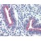 Corticosteroid-Binding Globulin (SERPINA6) Antibody