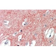 IHC-P analysis of Human cortex tissue, using Vesicular Glutamate Transporter 1 (SLC17A7) Antibody (3.75 µg/ml).