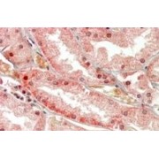 IHC-P analysis of Human kidney tissue, using Polycystin-1 (PKD1) Antibody (3.75 µg/ml).