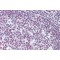 Paired Box Protein Pax-7 (PAX7) Antibody