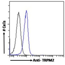 Transient Receptor Potential Cation Channel Subfamily M Member 2 (TRPM2) Antibody