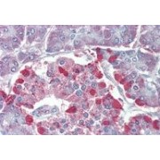 IHC-P analysis of Human pancreas tissue, using Transient Receptor Potential Cation Channel Subfamily M Member 2 (TRPM2) Antibody (3.75 µg/ml).