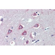 IHC-P analysis of Human cortex tissue, using Fatty-Acid Amide Hydrolase 1 (FAAH) Antibody (3.75 µg/ml).