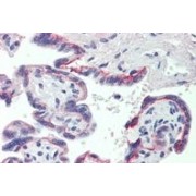 IHC-P analysis of Human placenta tissue, using Sex Hormone-Binding Globulin (SHBG) Antibody (3.8 µg/ml).