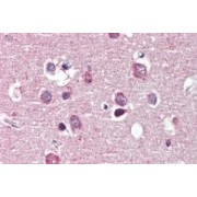 IHC-P analysis of Human cortex tissue, using Reticulon-4 (RTN4) Antibody (2.5 µg/ml).